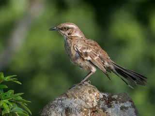 A specimen of female Shiny cowbird on a rock