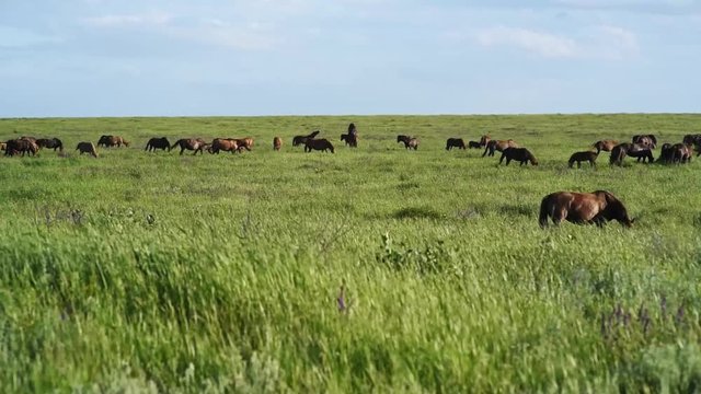 Wild mustangs graze at sunset