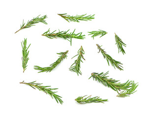 Fresh green sprigs of rosemary isolated on a white background