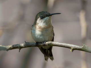 Cora hummingbird sleeping with eyes closed