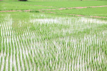 Young green rice farm 