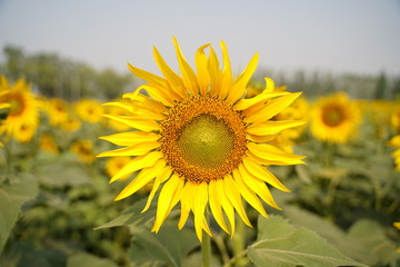 Portrait of a sunflower in the field..
