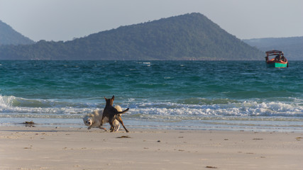 Two young dogs on a white beach