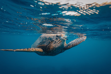 A turtle breathing out making air bubbles in water, near waterline in blue ocean background