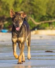 A young dog is running at the beach