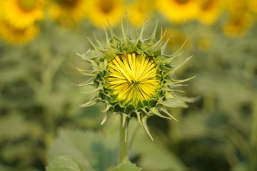 Portrait of a sunflower in the field..