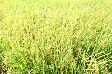 The beautiful landscape of rice fields in Thailand. 