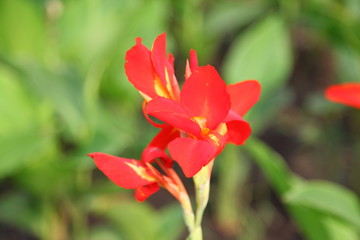 Fototapeta premium red canna flower close up 