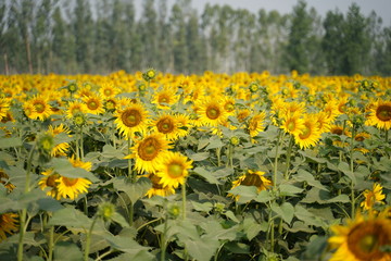 Portrait of a sunflower in the field..