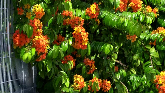 orrange flower with green leave background