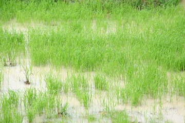 Obraz premium The beautiful landscape of rice fields in Thailand. 