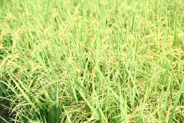 The beautiful landscape of rice fields in Thailand. 