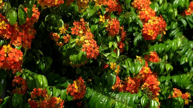 orrange flower with green leave background