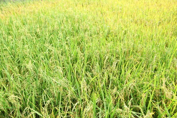 The beautiful landscape of rice fields in Thailand. 