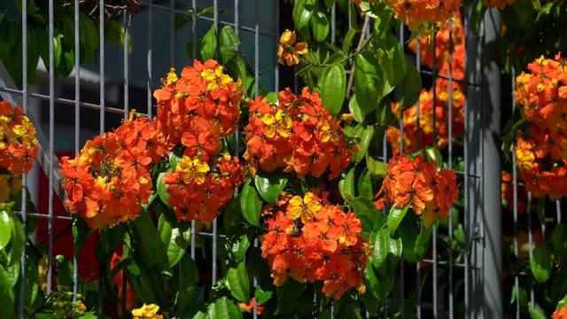 orrange flower with green leave background