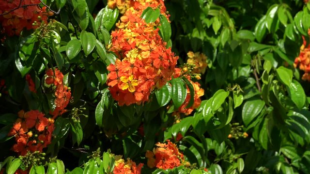 orrange flower with green leave background