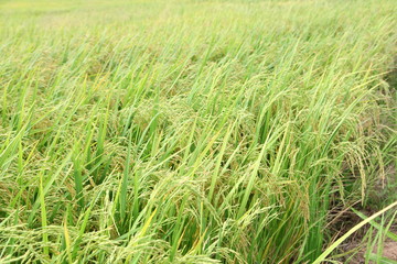 The beautiful landscape of rice fields in Thailand. 