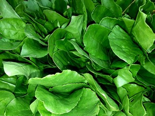Fototapeta na wymiar fresh green spinach leaves background