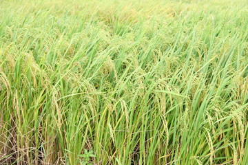 The beautiful landscape of rice fields in Thailand. 
