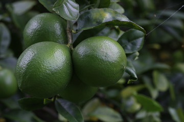 Green lime on tree