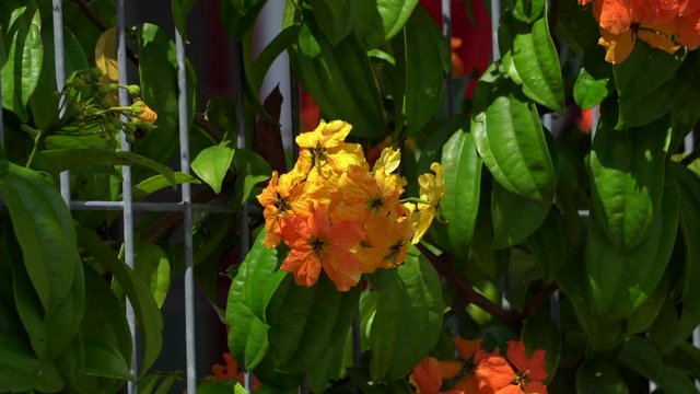 orrange flower with green leave background