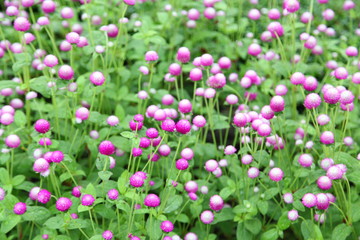Globe amaranth or Gomphrena globosa flower in the garden 