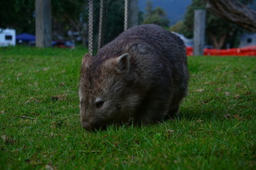 wombat grazing