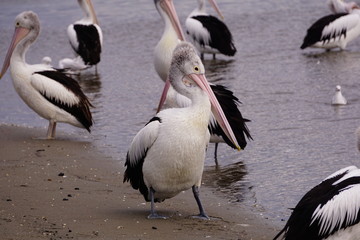 Fototapeta na wymiar pelican family