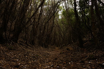 Obraz premium forest at dusk