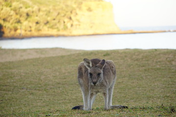 kangaroo 