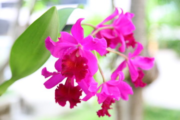 Cattleya orchid 