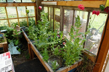 Greenhouse Production