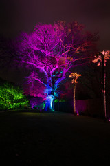 Large illuminated tree with multi coloured lights