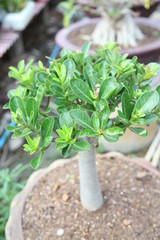 Adenium obesum tree or Desert rose in flowerpot. 