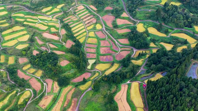 Aerial view of golden terrace rice field in Hoshitoge, Niigata, Japan