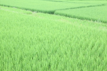 The beautiful landscape of rice fields in Thailand.