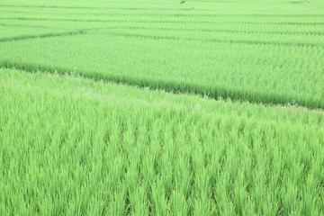 The beautiful landscape of rice fields in Thailand.