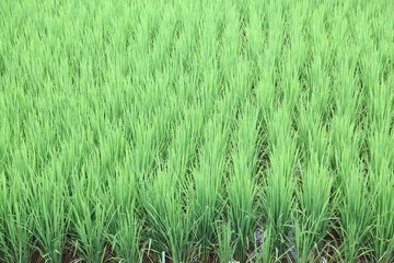 The beautiful landscape of rice fields in Thailand.