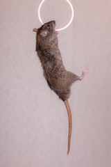 Obraz premium brown domestic rat