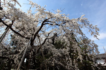 しだれ桜