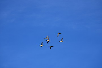 Fototapeta premium American Pintail Duck
