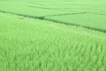 The beautiful landscape of rice fields in Thailand.