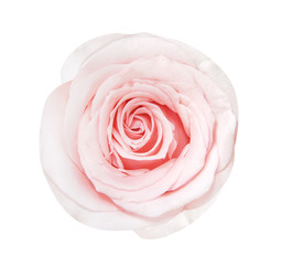 Fresh light pink rose skin flower isolated on white background and clipping path , single top view