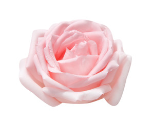 Close up light pink rose skin flower isolated on white background and clipping path , single