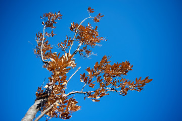 紅葉・秋・冬・青空