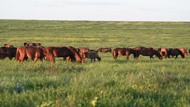 Wild mustangs graze at sunset