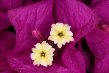 Bougainvillea flower closeup