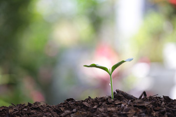 Growing green small sprout planting 