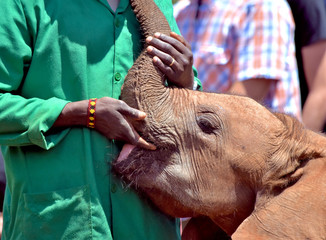 A keeper comforting an orphaned baby elephant.