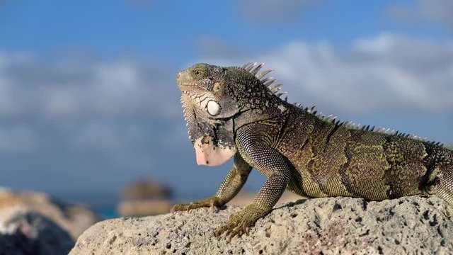 Wild sun basking iguana on rock looking away from camera during sunset, side profile